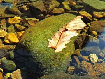 the upper notch翻译（The Peak of Excellence）